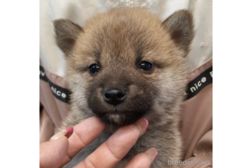 成約済の富山県の柴犬-215028の1枚目